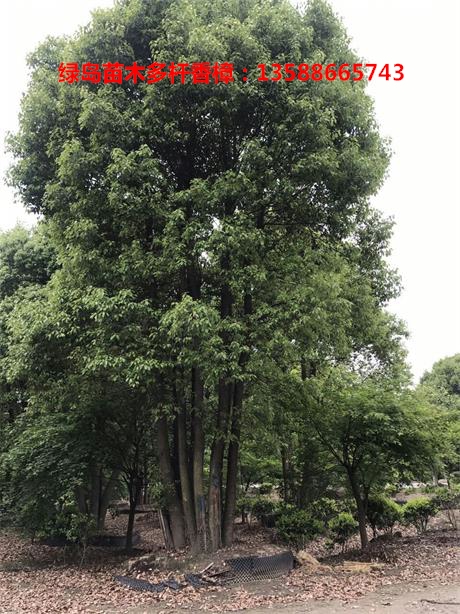 江蘇香樟樹價(jià)格|金華樟樹苗木20公分大量批發(fā)
