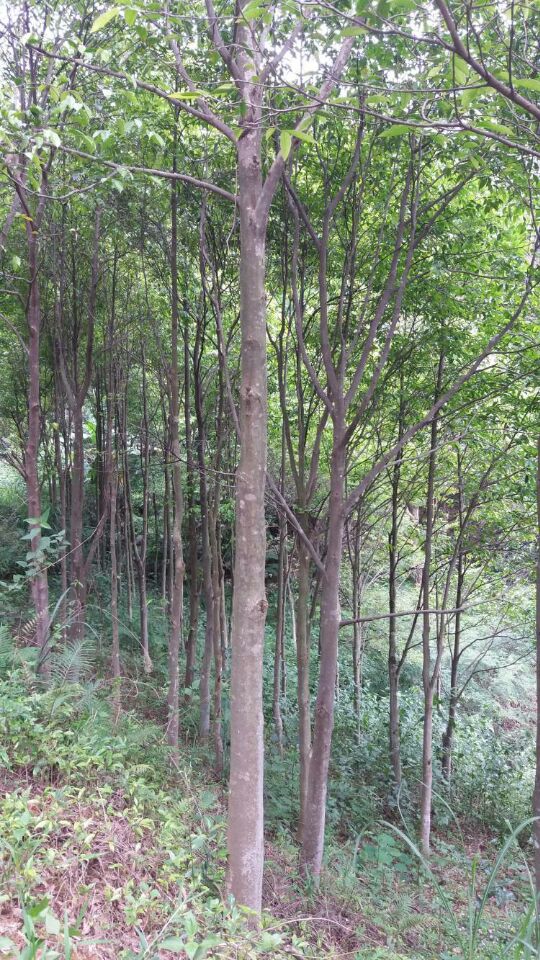 供應沉香樹的銷售供應商|沉香樹種植多少錢一顆