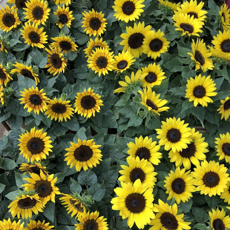 武漢單位辦公室盆栽花卉出租，武漢單位綠植銷售維護(hù)