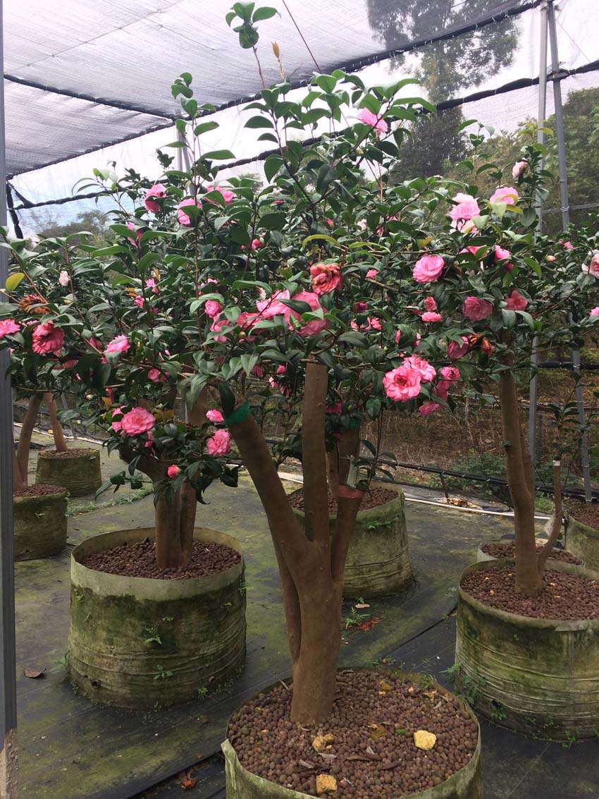 嫁接茶花大樹(shù)  東莞嫁接茶花大樹(shù) 東莞嫁接茶花大樹(shù)價(jià)格  嫁接茶花大樹(shù)基地 大貝拉