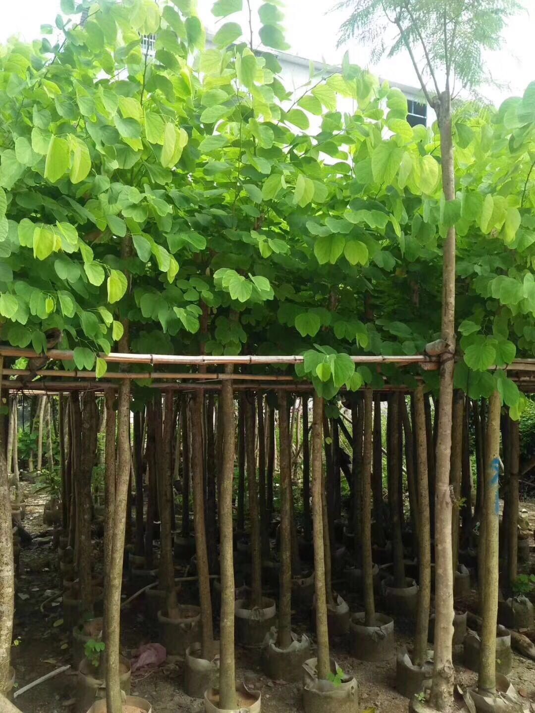 揭陽花木 揭陽羊蹄甲花木 羊蹄甲批發(fā) 羊蹄甲供應(yīng)商  如何種植羊蹄甲