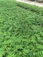 供應(yīng)花旗木種苗,廣東綠園苗木,佛山大腹種苗批發(fā)商,樹幼苗廠家,花旗木種苗供應(yīng)商