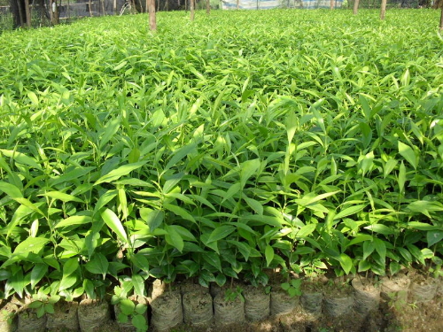 供應(yīng)黃花梨種苗,廣東綠園苗木,佛山大腹種苗批發(fā)商,樹幼苗廠家,黃花梨種苗供應(yīng)商
