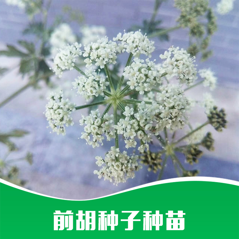 廠家直銷 * 覆盆子苗 種苗* 藥材苗批發(fā) 品質(zhì)保證 售后無憂 前胡種子種苗