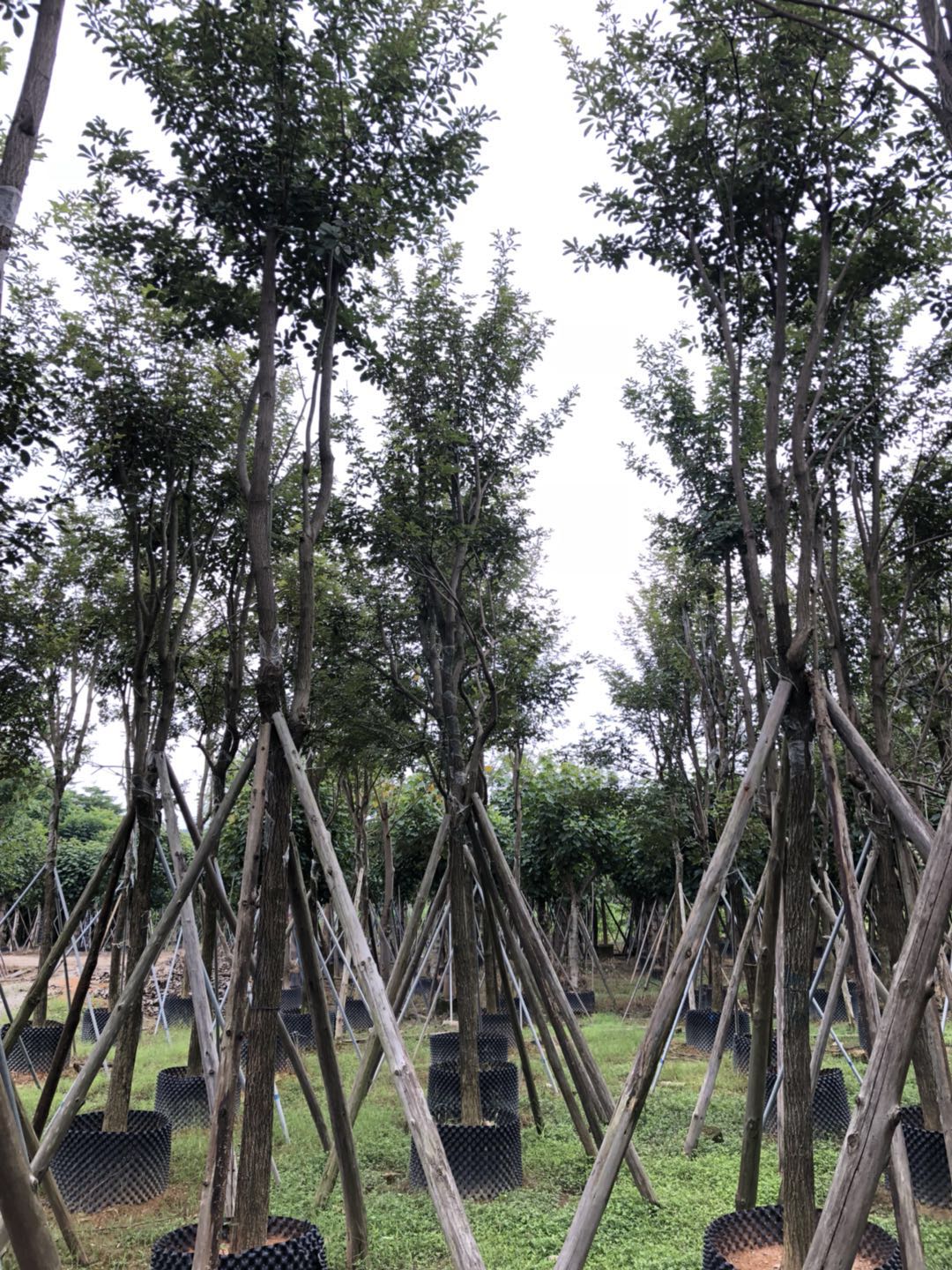 藍花楹 廣東藍花楹大量供應(yīng) 藍花楹廠家批發(fā) 藍花楹種子 園林綠化
