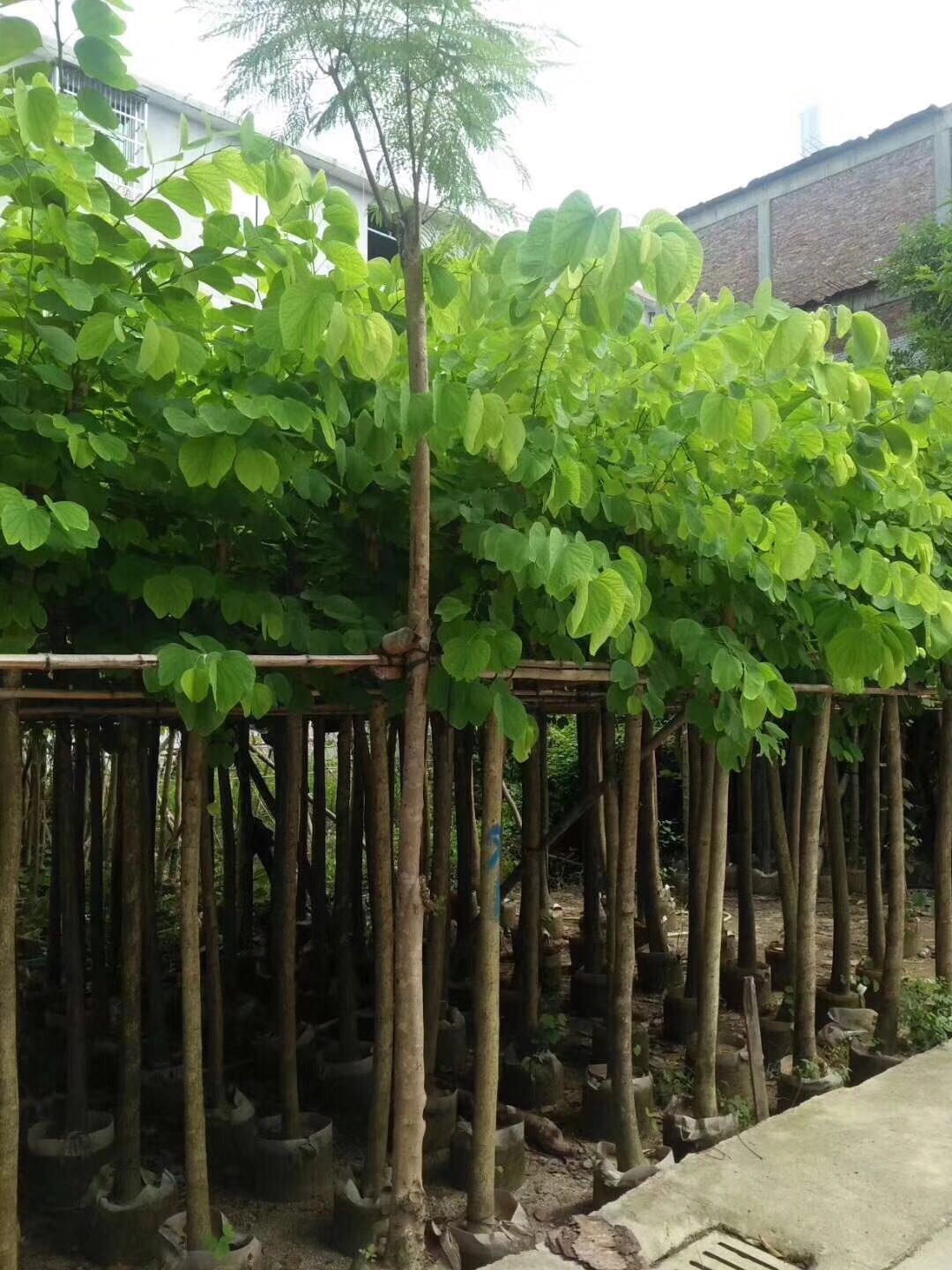 揭陽花木 揭陽羊蹄甲花木 羊蹄甲批發(fā) 羊蹄甲供應(yīng)商  如何種植羊蹄甲