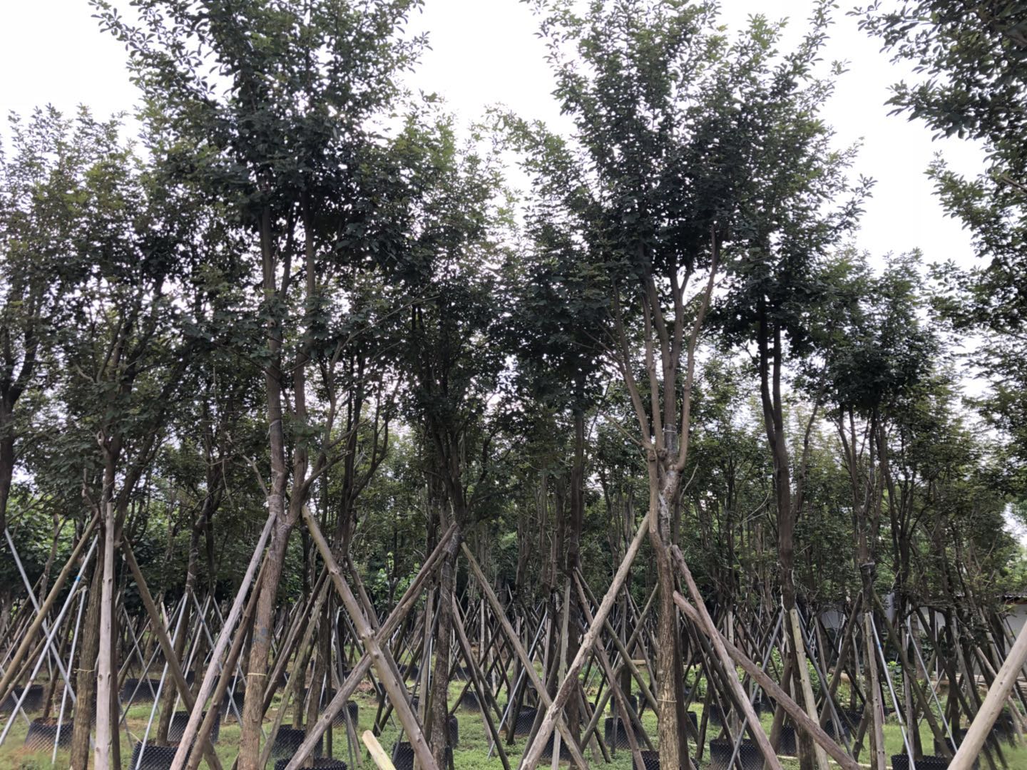 苗木 揭陽(yáng)串錢(qián)柳苗木 廣東揭陽(yáng)串錢(qián)柳苗木價(jià)格  串錢(qián)柳苗木供應(yīng)商 串錢(qián)柳批發(fā)