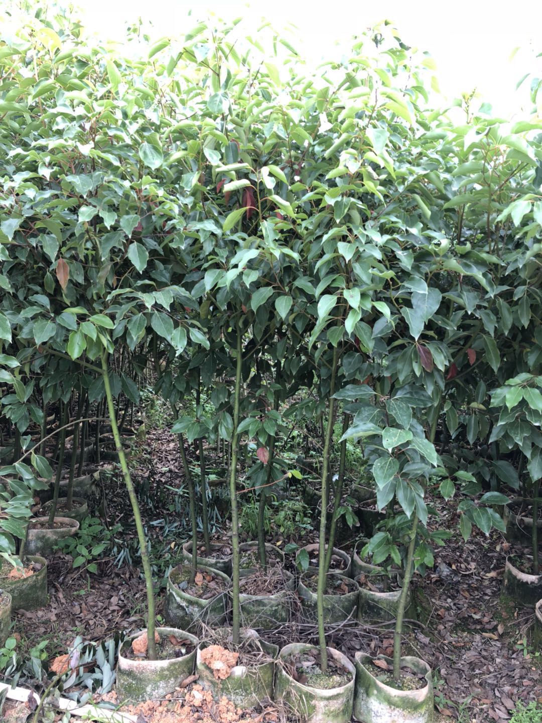 鳳凰木  鳳凰木種植基地 揭陽鳳凰木批發(fā) 揭陽鳳凰木出售 優(yōu)質(zhì)鳳凰木