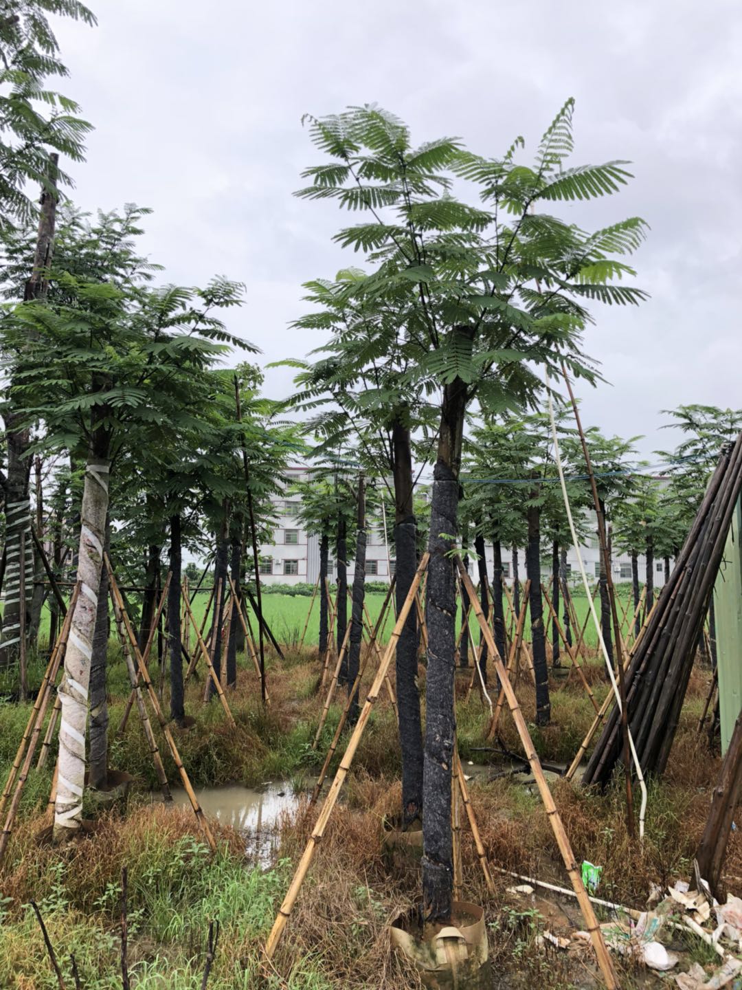 廣東羅漢松 廣東羅漢松批發(fā)價格  羅漢松苗木  羅漢松種植方法 羅漢松苗木批發(fā)出售