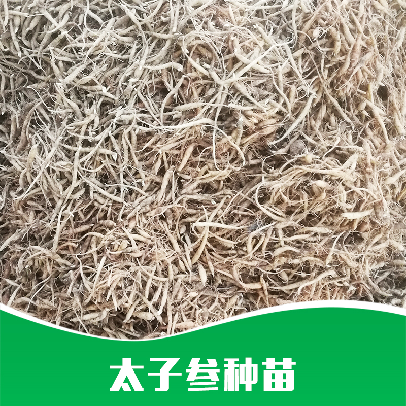 廠家直銷 * 覆盆子干 種苗* 藥材苗批發(fā) 品質(zhì)保證 售后無憂 太子參種苗