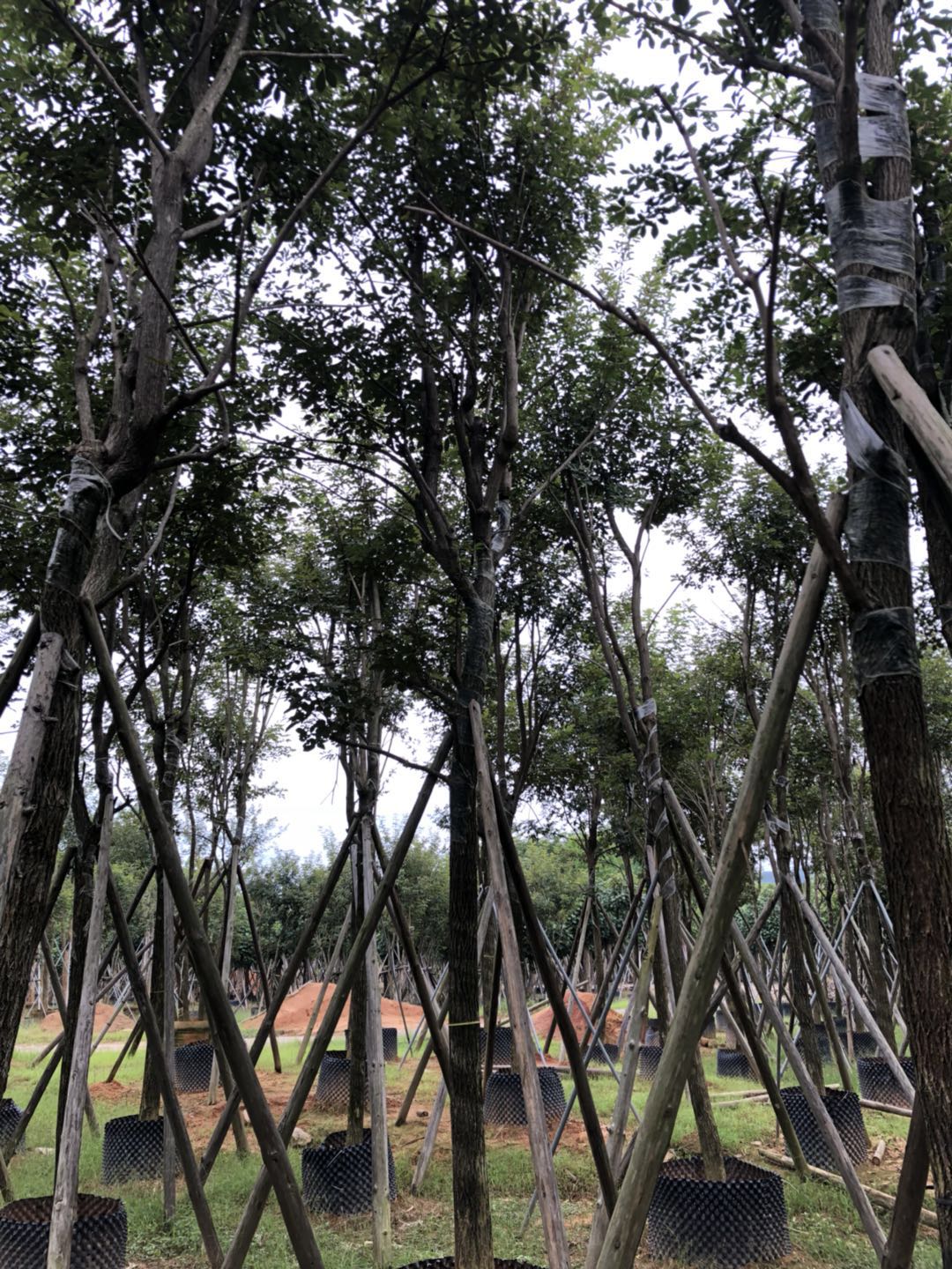 苗木基地 非洲茉莉 廣東非洲茉莉大量供應(yīng) 非洲茉莉廠家批發(fā) 非洲茉莉種子