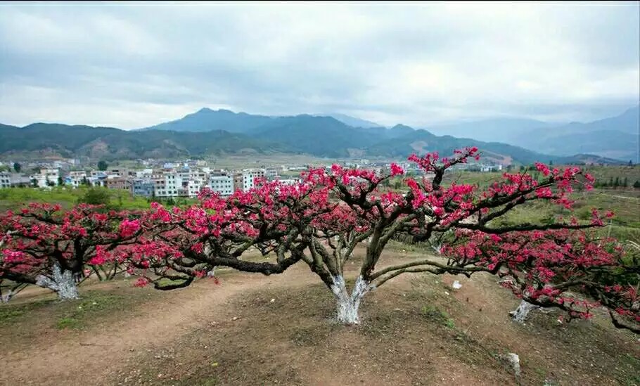 桃花新品種_觀賞桃花_觀賞桃樹_鷹嘴桃花_紅花鷹嘴桃_具有觀賞價值,口感很好的桃樹品種_連平鷹嘴桃