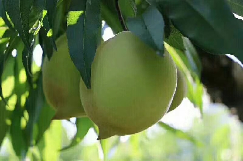 鷹嘴桃 鷹嘴桃批發(fā) 鷹嘴桃苗批發(fā)價(jià)格 鷹嘴桃種植技術(shù) 鷹嘴桃苗銷售中心 廣東河源連平禧德福鷹嘴桃苗圃