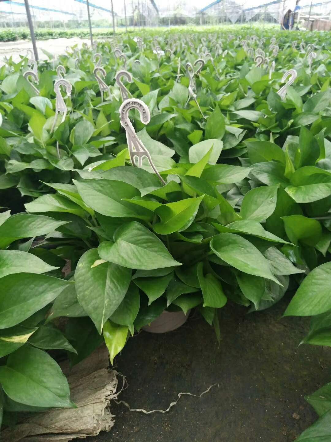 綠蘿培植方法 上海綠蘿培植方法 上海綠蘿批發(fā) 上海綠蘿大型批發(fā)基地