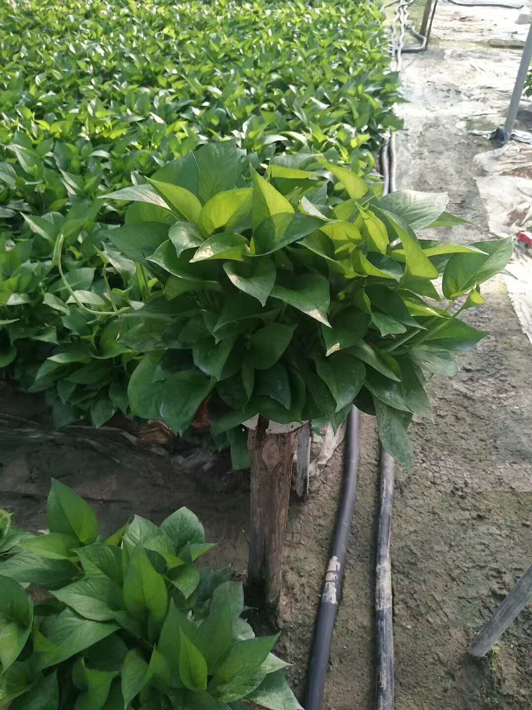 綠蘿園藝 深圳綠蘿園藝 深圳綠蘿供應(yīng)商 綠蘿批發(fā)價格 綠蘿大量供應(yīng)*惠
