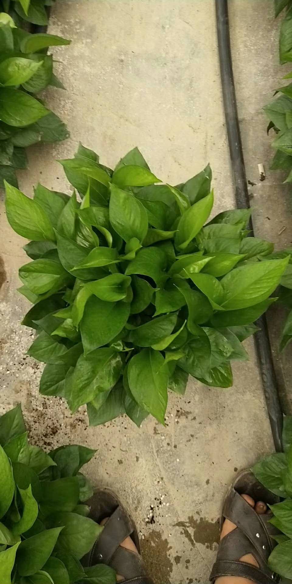 綠蘿培植 廣州綠蘿培植 綠蘿培植方法 優(yōu)質(zhì)綠蘿供應(yīng) 綠蘿批發(fā)商