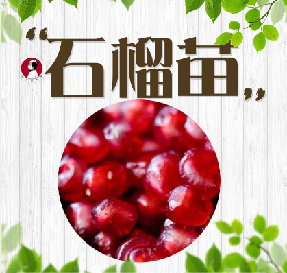 軟籽石榴樹(shù)苗，石榴樹(shù)苗，軟籽石榴樹(shù)苗價(jià)格，軟籽石榴樹(shù)