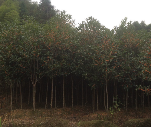 福建月桂廠(chǎng)家 福建月桂供應(yīng)商 福建月桂價(jià)格 福建月桂批發(fā) 木犀廠(chǎng)家 月桂供應(yīng)商 桂花供應(yīng)商 月桂廠(chǎng)家 巖桂廠(chǎng)家 月桂報(bào)價(jià)