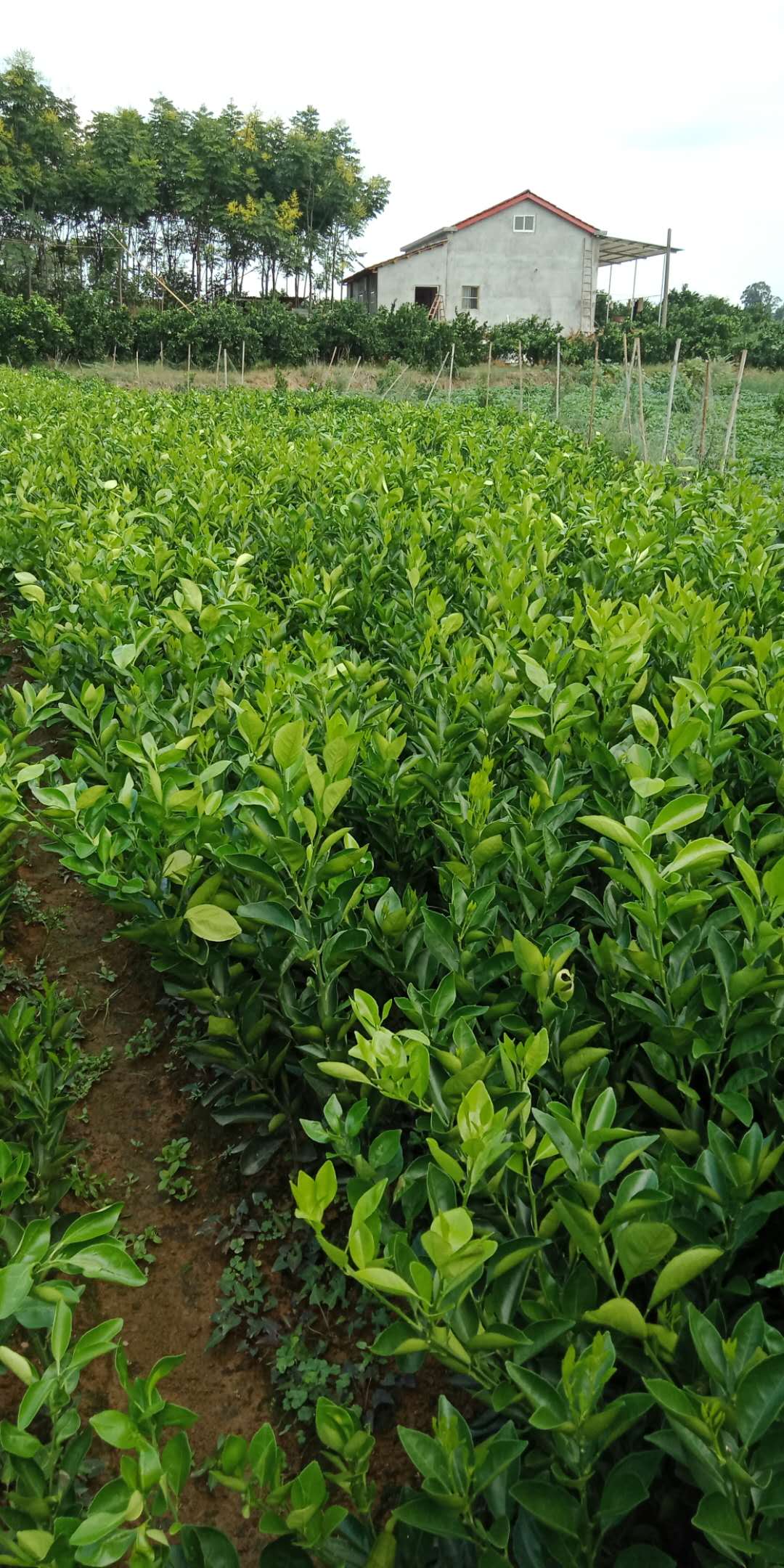 供應(yīng)紐荷爾臍橙樹苗批發(fā)廠家,臍橙苗,臍橙苗供應(yīng)商,果幼苗廠家,量大從優(yōu),優(yōu)質(zhì)果苗廠家批發(fā)
