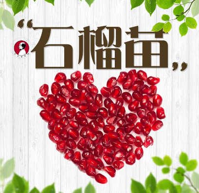 軟籽石榴樹(shù)苗，石榴樹(shù)苗，軟籽石榴樹(shù)苗價(jià)格，軟籽石榴樹(shù)