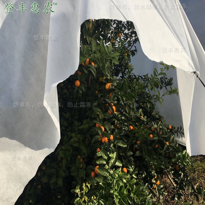 柑橘防寒布，防霜布廠家直銷