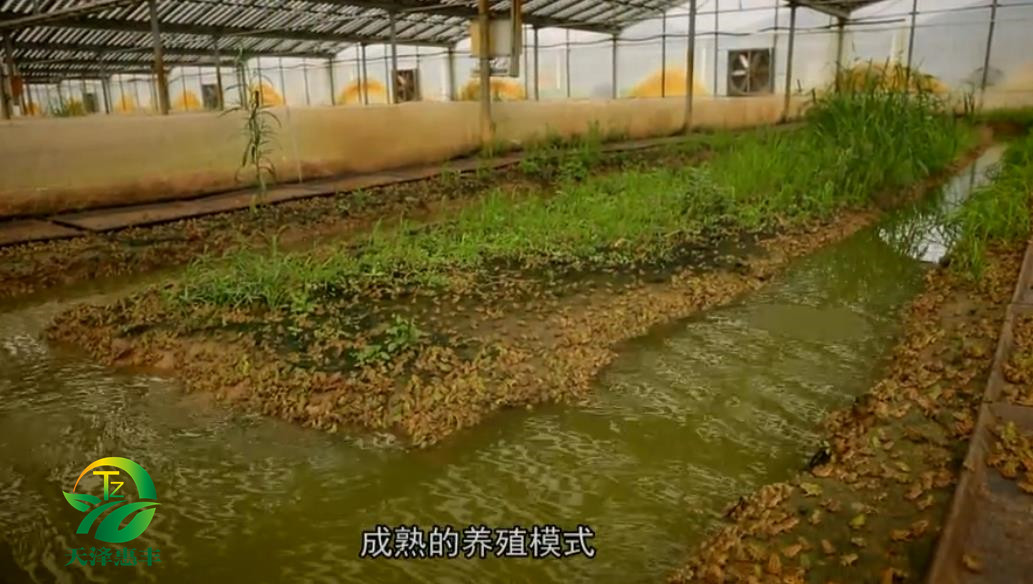 湖北天澤惠豐生態(tài)農(nóng)業(yè)發(fā)展有限公司：*青蛙養(yǎng)殖是門技術(shù)  *養(yǎng)殖 *技術(shù)