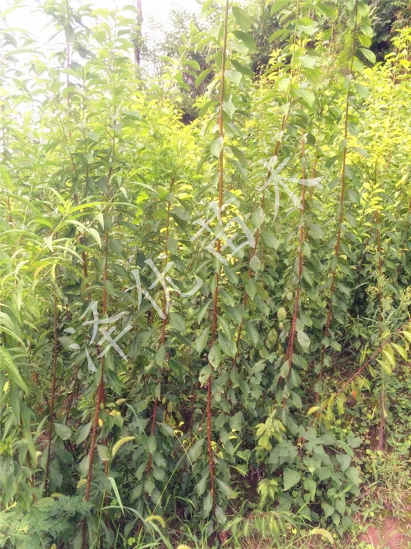 供應脆紅李苗-四川脆紅李苗基地-脆紅李苗批發(fā)直銷脆紅李 脆紅李苗