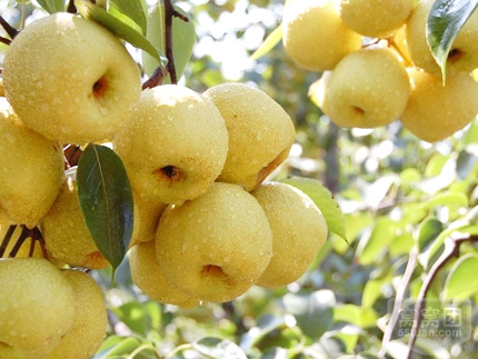 紅寶石梨樹苗，優(yōu)質梨，梨樹苗批發(fā)，紅寶石梨新品種