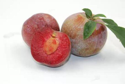 李 李子價(jià)格 三華李價(jià)格 三華蜜李價(jià)格 三華李苗價(jià)格_2019年三華李苗價(jià)格/批發(fā)報(bào)價(jià)_三華李苗價(jià)格 脆李苗