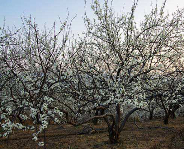 李子 芙蓉李 晚熟李品種 李樹品種 李子價格 李子批發(fā)價 李子苗批發(fā) 李子品種