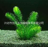 出售水蘊(yùn)草 全國(guó)供應(yīng)水蘊(yùn)草 水生植物哪家好 水蘊(yùn)草種植基地 水蘊(yùn)草批發(fā) 水蘊(yùn)草種子