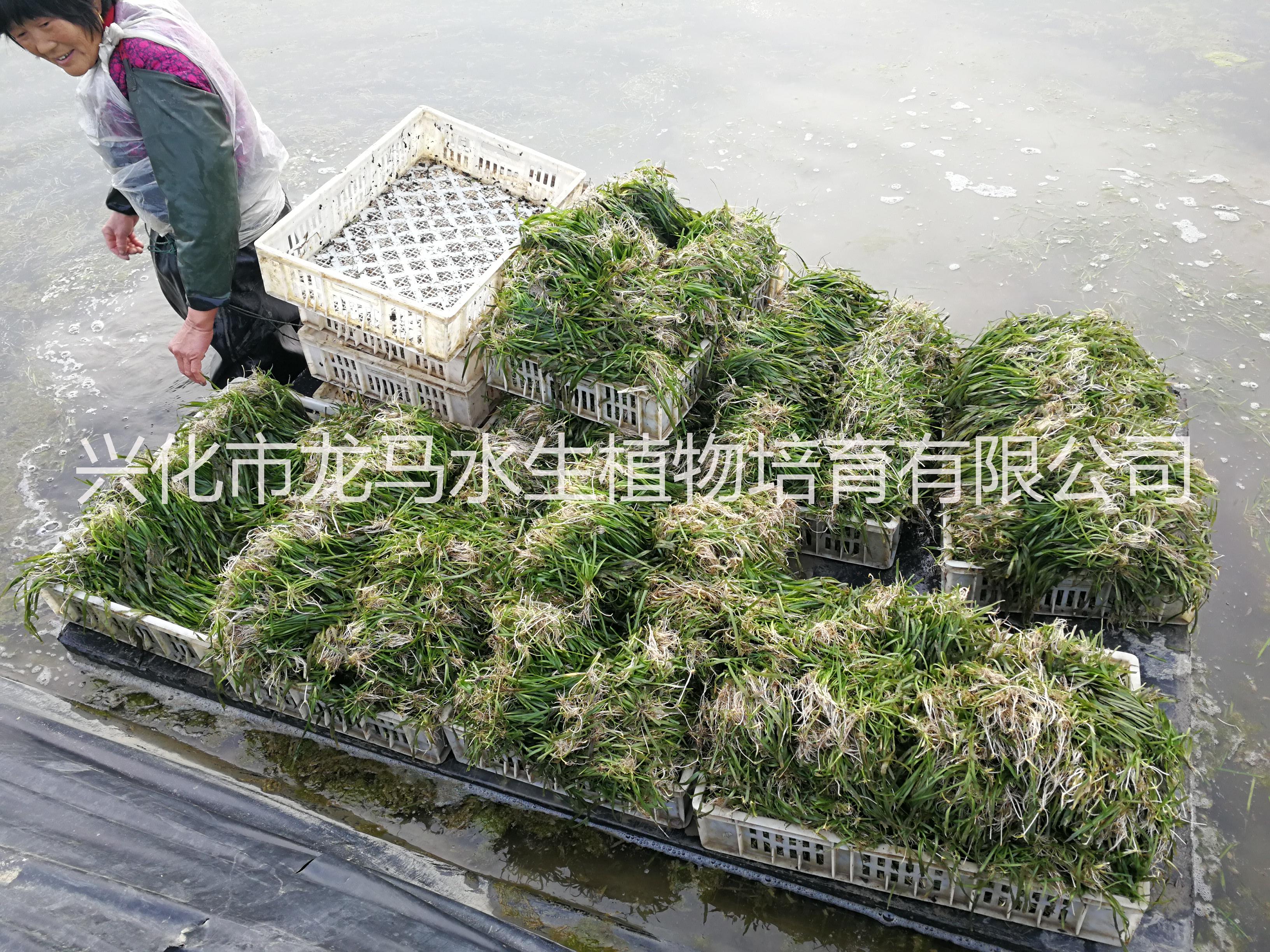 鹽城市短葉苦草優(yōu)質(zhì)供應(yīng)商