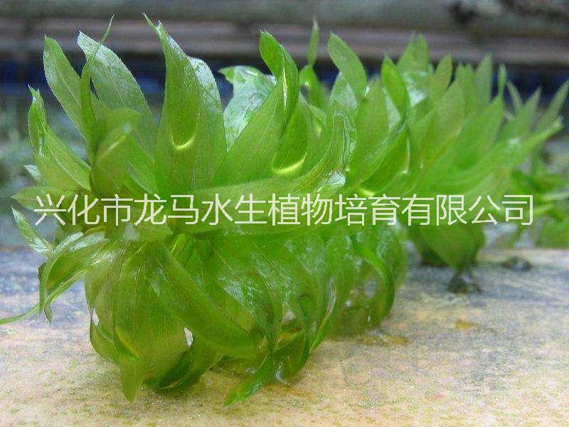 出售水蘊(yùn)草 全國(guó)供應(yīng)水蘊(yùn)草 水生植物哪家好 水蘊(yùn)草種植基地 水蘊(yùn)草批發(fā) 水蘊(yùn)草種子