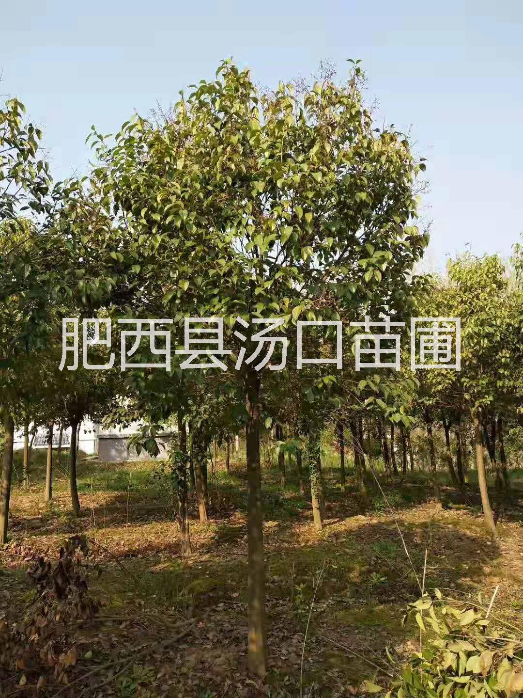 大葉女貞價(jià)格_安徽合肥大葉女貞(冬青)5-7-10-12-15-18-20-22-25公分全冠*鄉(xiāng)土苗
