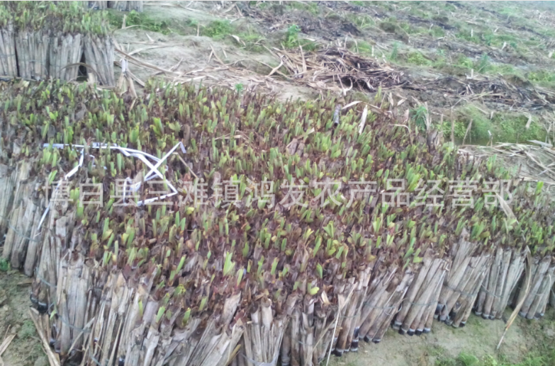黑甘蔗苗|廣西黑甘蔗種苗種植|廣西黑甘蔗種苗供應(yīng)商|廣西黑甘蔗種苗價格|廣西黑甘蔗種苗大量上市