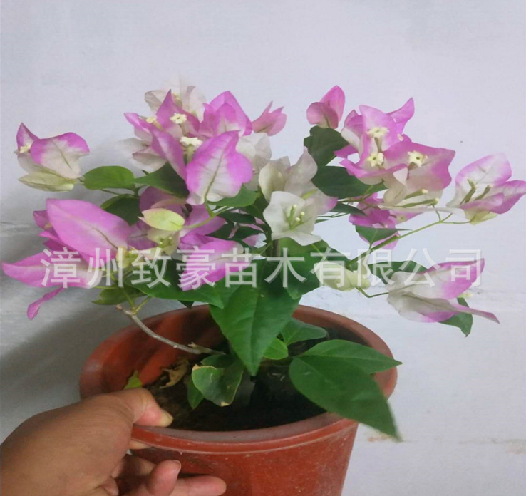 紅三角梅盆栽爬藤植物，紅三角梅苗木，紅三角梅批發(fā)，紅三角梅廠家直銷，供應(yīng)紅三角梅，紅三角梅盆栽