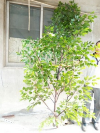 上海仿真蘋果樹廠家直銷 仿真蘋果樹生產(chǎn)廠家 上海仿真蘋果樹供應(yīng)商 上海仿真蘋果樹專賣店