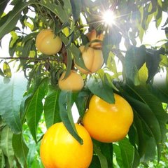 中油21號油桃，優(yōu)質(zhì)油桃，極好吃的中油21號桃，新品種油桃樹苗，油桃樹苗價(jià)格