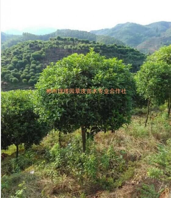 桂花樹-桂花樹基地-桂花樹批發(fā)-桂花樹批發(fā)價格