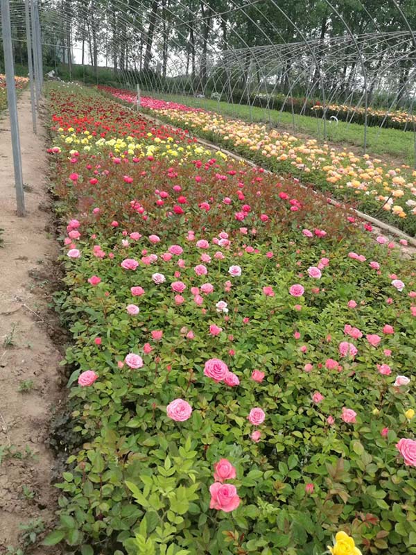 月季花苗-月季花苗基地-月季花苗批發(fā)-月季花苗批發(fā)價(jià)格