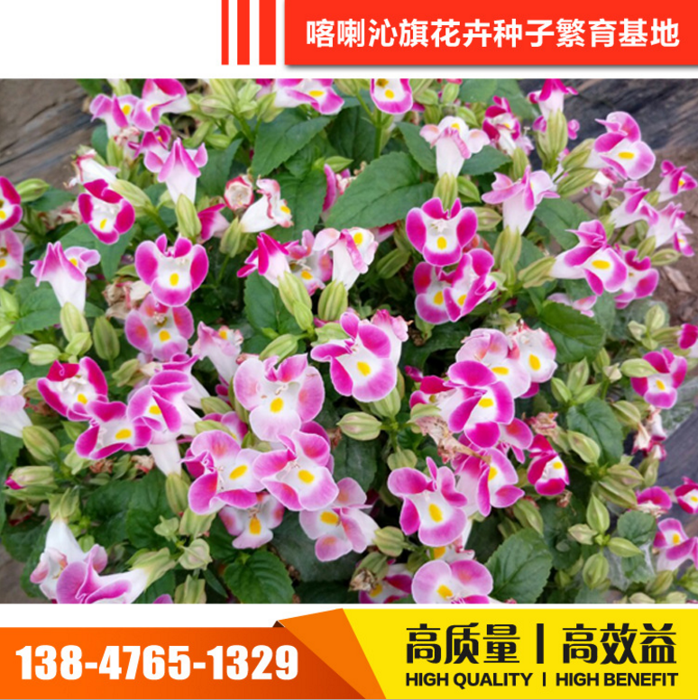 花卉種子 花卉種子報價 花卉種子電話 花卉種子批發(fā) 花卉種子哪家好 花卉種子供應商