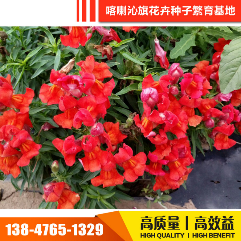 喀喇沁旗花種子花卉種子報價  花卉種子電話 花卉種子批發(fā) 花卉種子哪家好 花卉種子供應(yīng)商