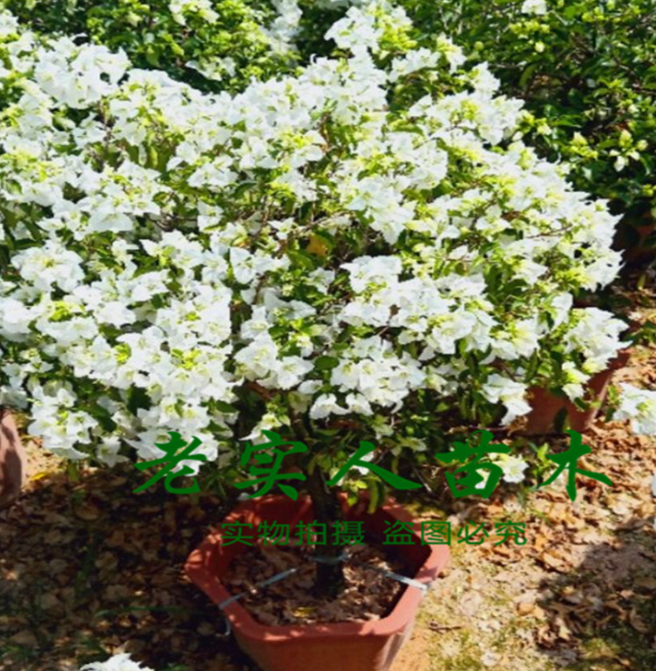 福建白里透紅三角梅大苗工程用苗，苗木，三角梅大苗，白里透紅三角梅，三角梅工程用苗，三角梅廠家，供應三角梅，三角梅批發(fā)