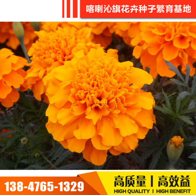 萬(wàn)壽菊種子 萬(wàn)壽菊種子報(bào)價(jià) 萬(wàn)壽菊種子電話 萬(wàn)壽菊種子批發(fā) 萬(wàn)壽菊種子哪家好 萬(wàn)壽菊種子供應(yīng)商