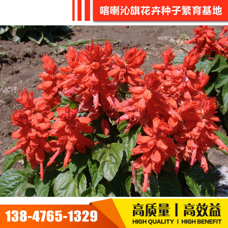 批發(fā)草花種子 草花種子報(bào)價(jià) 草花種子電話 草花種子供應(yīng)商 內(nèi)蒙古草花種子 草花種子價(jià)格