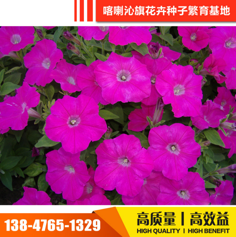 矮牽牛種子 矮牽牛種子報(bào)價(jià) 矮牽牛種子電話 矮牽牛種子批發(fā) 矮牽牛種子哪家好 矮牽牛種子供應(yīng)商
