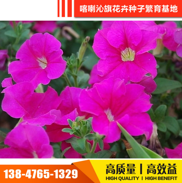 矮牽牛種子 矮牽牛種子報(bào)價(jià) 矮牽牛種子電話 矮牽牛種子批發(fā) 矮牽牛種子哪家好 矮牽牛種子供應(yīng)商