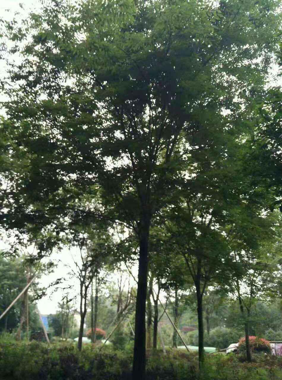 櫸樹 江蘇櫸樹種植基地  大量供應優(yōu)質(zhì)櫸樹