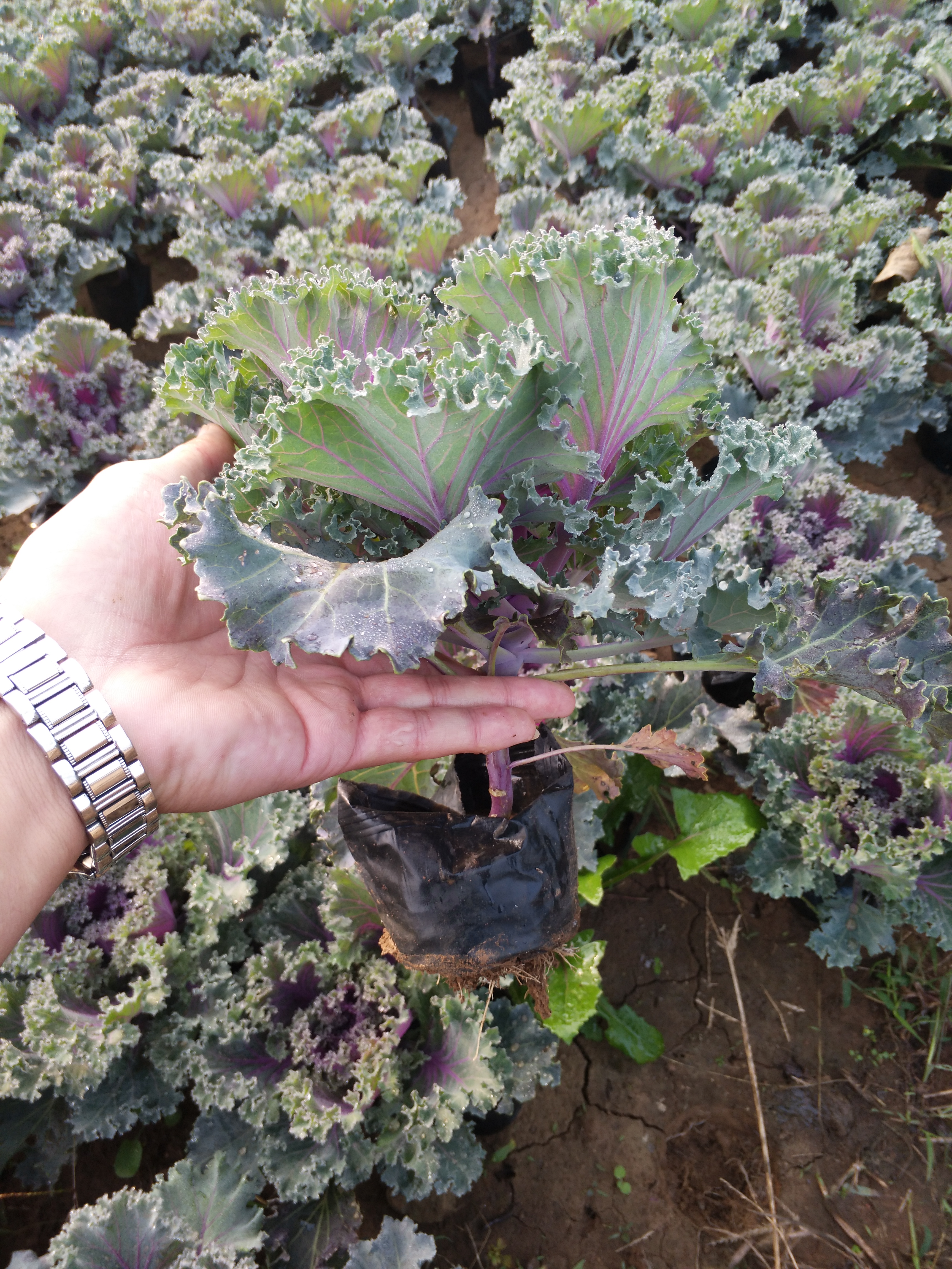 羽衣 羽衣甘藍出售羽衣甘藍供應