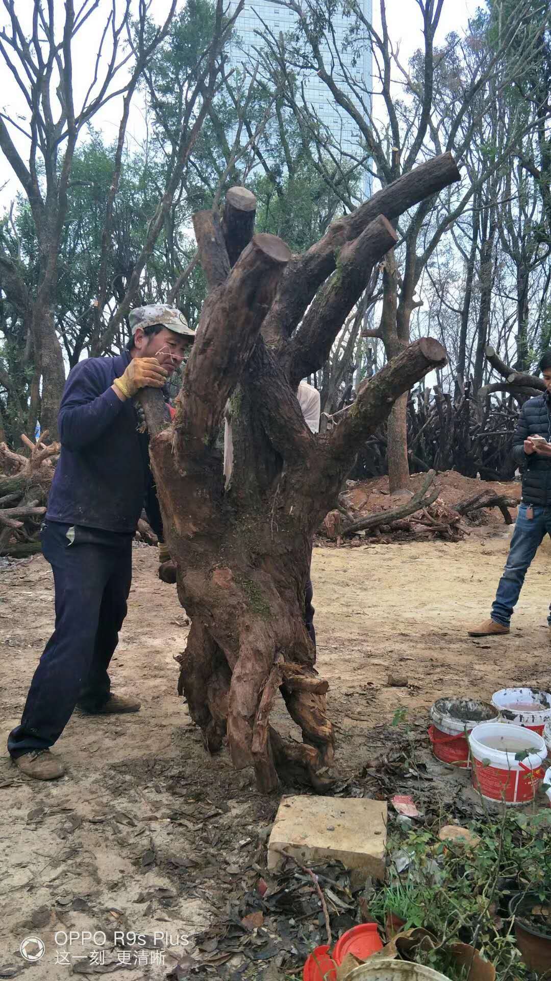 供應(yīng)云南山木香 山木香基地 云南供應(yīng)山木香 直銷山木香 山木香哪里有賣